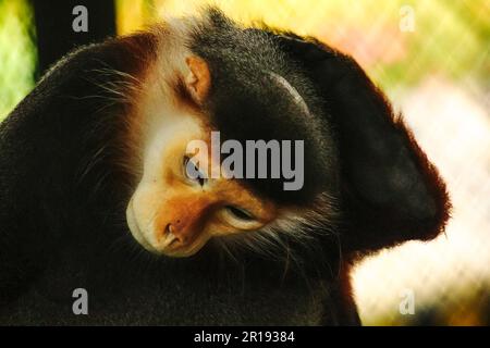 Douc Langur à queue rouge dans le zoo. Banque D'Images