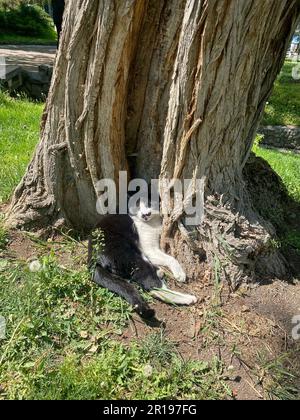 Un gros plan d'un chat penché sur un arbre dans un parc par une journée ensoleillée Banque D'Images