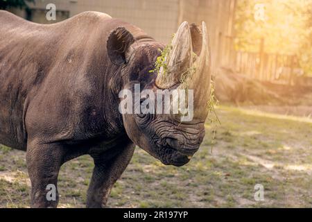 rhino dans l'enceinte d'un zoo sur un pré vert au soleil éclatant Banque D'Images