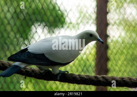 Pied Imperial Pigeon dans le zoo Banque D'Images