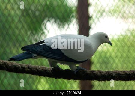 Pied Imperial Pigeon dans le zoo Banque D'Images