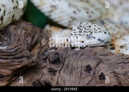 Gefleckte Klapperschlange / crotale ou crotale de Mitchell / Crotalus mitchellii pyrrhus Banque D'Images