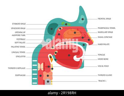 Schéma de coupe transversale de l'anatomie du nez montrant une illustration vectorielle plate des éléments des sinus paranasaux du palais mou Illustration de Vecteur