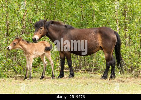 Poney Exmoor foal debout à côté de sa mère cheval dans la réserve naturelle de Maashorst à Brabant, Hollande Banque D'Images