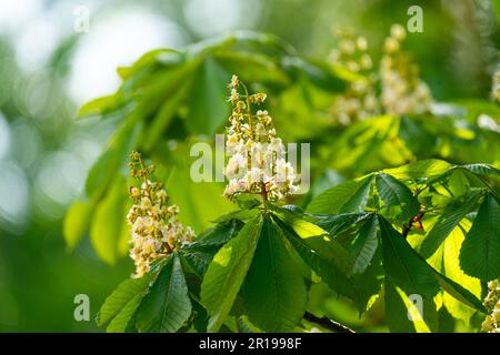 Aesculus hippocastanum, le châtaigne de cheval Banque D'Images