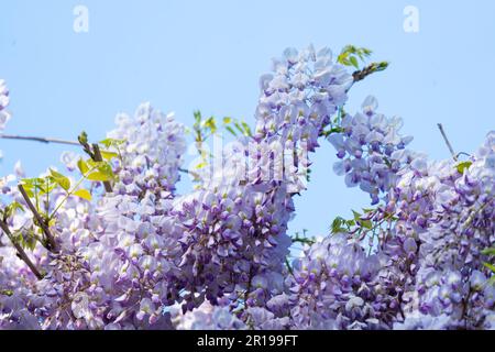 Wisteria sinensis, communément appelée wisteria chinoise Banque D'Images