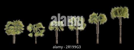 3D illustration de l'ensemble Borassus flabellifer paume isolée sur fond noir Banque D'Images