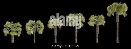 3D illustration de l'ensemble Borassus flabellifer paume isolée sur fond noir Banque D'Images