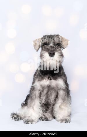 Portrait de chien de chiot Schnauzer miniature mignon et amusant. Le chien schnauzer blanc-gris est assis sur un fond blanc, un cadre vertical, bokeh. un chiot heureux. Banque D'Images