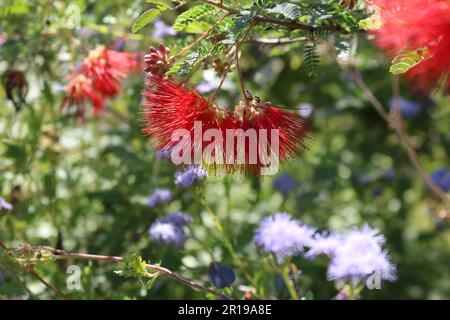 Plumeau de fée Baja à fleurs rouges Banque D'Images