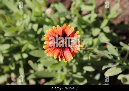 Arizona Sun Gaillardia Blanket Flower Banque D'Images