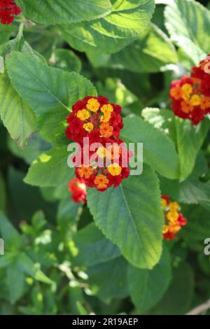 Fleurs de Lantana Banque D'Images
