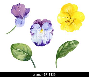 aquarelle d'une partie de fleurs de pansy, violons de fleurs dessinés à la main, couleurs jaune et violet, isolée sur fond blanc. Banque D'Images