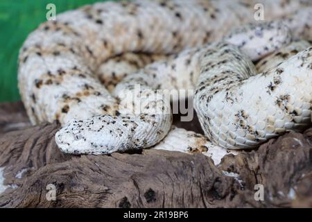 Gefleckte Klapperschlange / crotale ou crotale de Mitchell / Crotalus mitchellii pyrrhus Banque D'Images