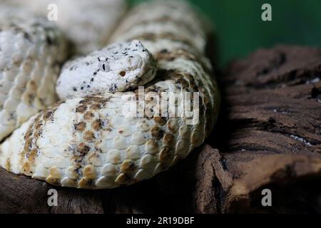 Gefleckte Klapperschlange / crotale ou crotale de Mitchell / Crotalus mitchellii pyrrhus Banque D'Images