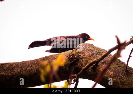 Les oiseaux printaniers se sont mis à l'affiche Banque D'Images