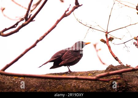 Les oiseaux printaniers se sont mis à l'affiche Banque D'Images