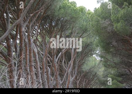 Vue incroyable de la route entourée d'arbres à Elescorial, Espagne Banque D'Images