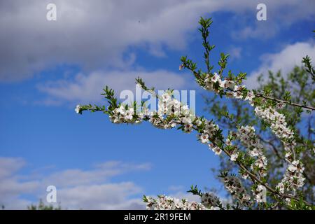 Fleurs et arbres à parque Quinta de los Molinos à Madrid, Espagne Banque D'Images