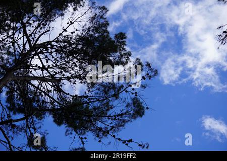 Fleurs et arbres à parque Quinta de los Molinos à Madrid, Espagne Banque D'Images