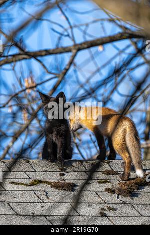 Variantes noir et rouge de jeunes renards rouges américains (Vulpes vulpes fulvus) sur le toit d'une maison Banque D'Images