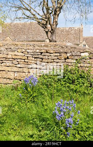 Des cloches qui poussent à côté d'un mur de pierre sec dans le village de Cotswold de Clapton on the Hill, Gloucestershire, Royaume-Uni Banque D'Images