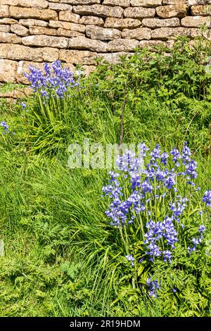 Des cloches qui poussent à côté d'un mur de pierre sec dans le village de Cotswold de Clapton on the Hill, Gloucestershire, Royaume-Uni Banque D'Images