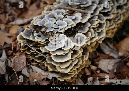 Couches de champignons gris sur un tronc d'arbre pourri recouvert de mousse verte Banque D'Images