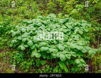 Grande colonie de Herb Paris P quadrifolia croissant dans des bois calcaires humides dans le pic blanc de Derbyshire Royaume-Uni Banque D'Images