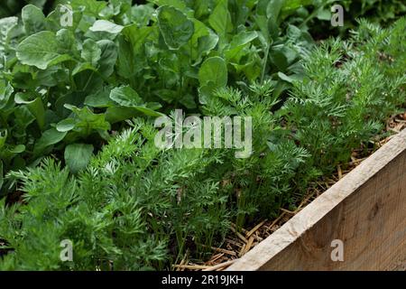 Carottes et arugula dans le récipient en bois d'un potager Banque D'Images