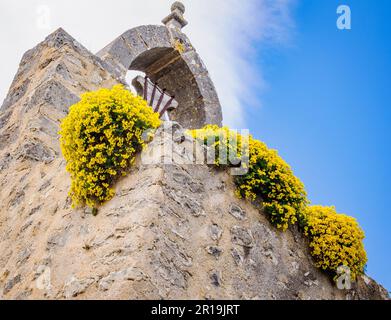 Des bosses jaunes de Genista hispanica poussent sur le clocher du Santuari de la Mare de DEU del Refugi dans le Castell d'Alaro Tramuntana Majorque Banque D'Images