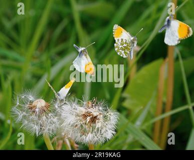 Image composite en time lapse d'un papillon mâle Orange Tip qui se lance en vol à partir d'une tête de semence de pissenlit - Somerset UK Banque D'Images