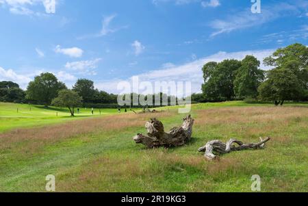 Parc public Westwood partagé par les golfeurs sur le green et flanqué d'arbres et de ciel bleu à Beverley, Yorkshire, Royaume-Uni. Banque D'Images