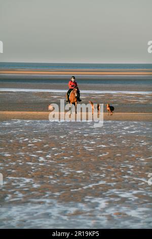 femme célibataire à cheval avec trois chiens sur la plage de brancaster à marée basse nord norfolk angleterre Banque D'Images