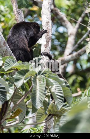 Singe Manetay Howler (Alouatta palliata) du Panama Banque D'Images