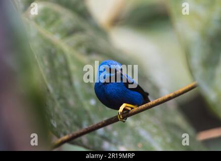 Mâle perchée Shining Honeyrampante (Cyanerpes lucidus) au Panama Banque D'Images