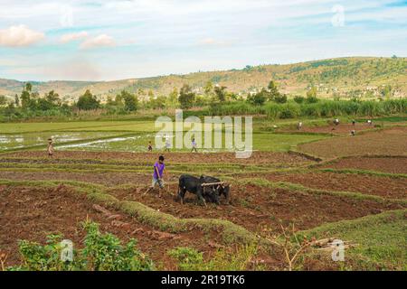 Manandoana, Madagascar - 26 avril 2019: Un agriculteur malgache inconnu labourant le champ de riz avec deux zébu - (bétail en indicine), plus de personnes travaillant dans le dos. IR Banque D'Images