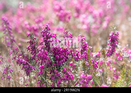 Gros plan de Calluna vulgaris en fleurs, de la bruyère commune, de la morsure ou simplement de la bruyère. Banque D'Images