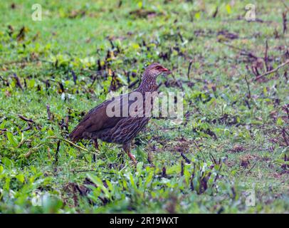 Un Spurfowl de Jackson (Pternistis jacksoni) qui fourrage dans l'herbe. Kenya, Afrique. Banque D'Images