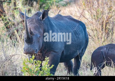 Une femelle de Rhinoceros blanc (Ceratotherium simum) dans la nature. Parc national non divulgué, Kenya, Afrique. Banque D'Images