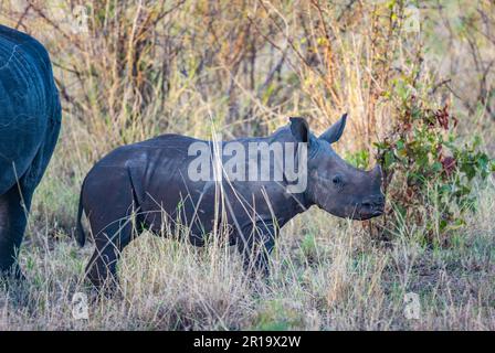 Un veau de rhinocéros blanc (Ceratotherium simum) avec maman dans la nature. Parc national non divulgué, Kenya, Afrique. Banque D'Images
