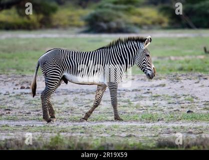 Un zébré de Grégy (Equus grevyi) qui se balade dans les plaines. Kenya, Afrique. Banque D'Images