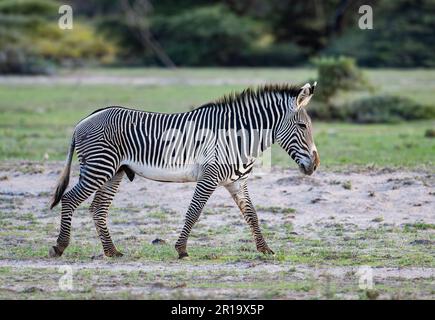 Un zébré de Grégy (Equus grevyi) qui se balade dans les plaines. Kenya, Afrique. Banque D'Images