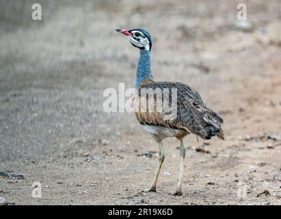 Un Bustard mâle à ventre blanc (Eupodotis senegalensis) dans la nature. Kenya, Afrique. Banque D'Images