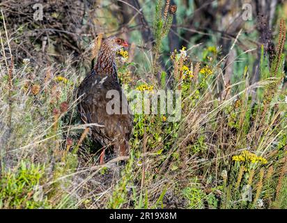 Un Spurfowl de Jackson (Pternistis jacksoni) fourragent dans l'herbe et les fleurs sauvages. Kenya, Afrique. Banque D'Images