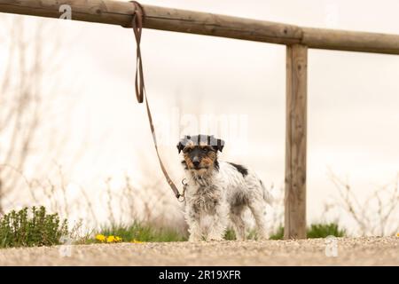 petit chien de terrier de jack russell attaché à un piquet. Peut-être le chien a-t-il également été abandonné et laissé Banque D'Images