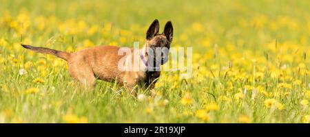 Chien de chiot Malinois sur un pré vert avec des pissenlits au printemps de la saison. Doggy a 12 semaines. Banque D'Images