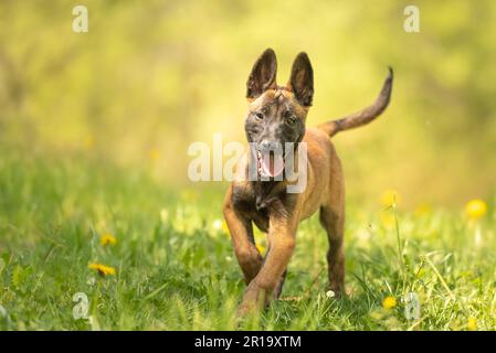 Chien de chiot Malinois sur un pré vert avec des pissenlits au printemps de la saison. Le chiot a 12 semaines. Banque D'Images