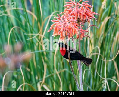 Un Sunbird (Chalcomitra senegalensis) scarlet mâle qui se nourrit de fleurs. Kenya, Afrique. Banque D'Images