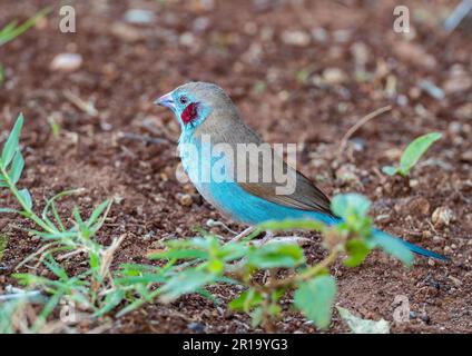 Un mâle de Cordonbleu à chetée rouge (Uraeginthus bengalus) qui fourrage sur terre. Kenya, Afrique. Banque D'Images